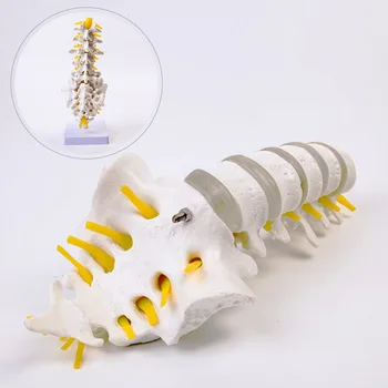 Stuburo Juosmens Slankstelių Skeleto Modelis Tarpslankstelinio Disko Skeleto Struktūrą Medicinos Mokymo Žmogaus Skeletas Žaislas