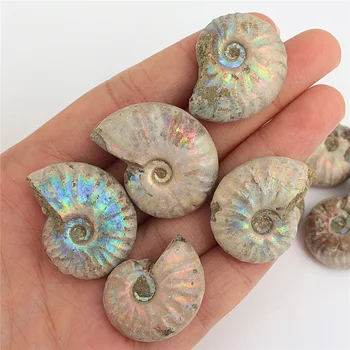 1pc Neatmenamų Ammonite Iškastinio Shell Spalvinga Iškastinio kriauklių Kolekcija Mineralinių Pavyzdys