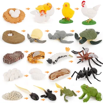 Nauji Karšto Vaikų Mokslo Pažinimo Modeliavimas, Skruzdėlės, Uodai Vėžlys Varlė Gaidys Gyvūnų Gyvenimo Ciklo Modelis Žaislas