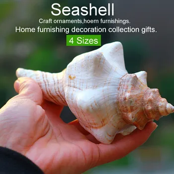 Gamtos Nekilnojamojo Myli Sea Shell Ornamentu myli Seashell Ragų Myli Photograpy Rekvizitai Žuvų Bakas Dekoro būsto Apstatymo, Namų Kolekcines